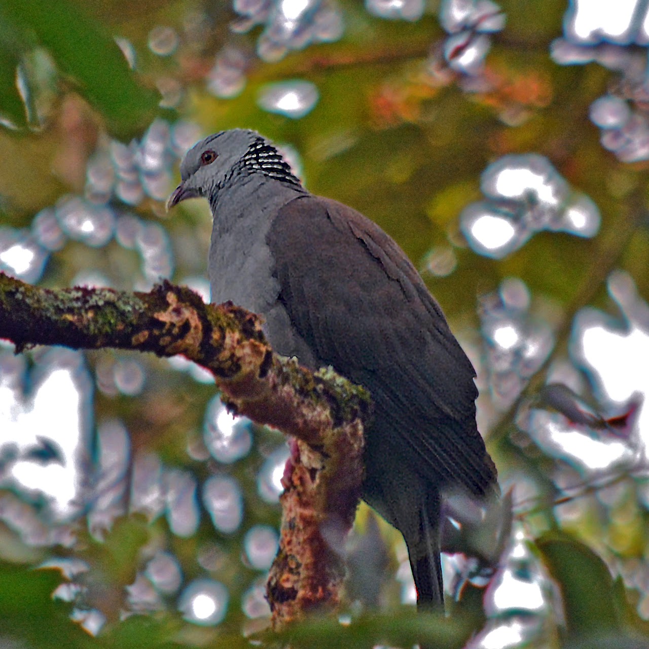 Nilgiri wood pigeon